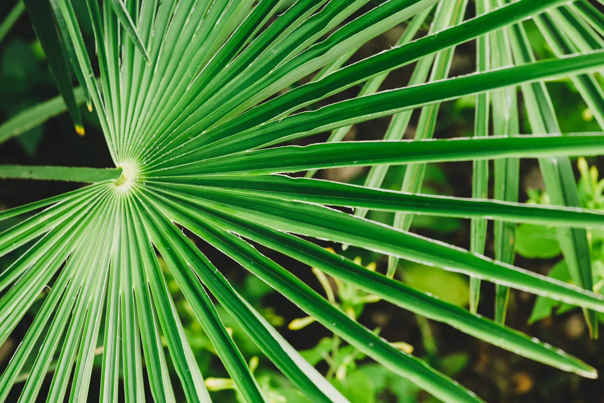 Benefits of Saw Palmetto for Prostate Health - All's Well Health ...